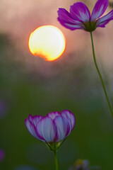 Pink white flower in close range with sunset in background