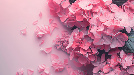 Pink hydrangea flowers on pink background.