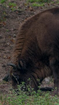 4K Vertical: European Wildlife -  Bison