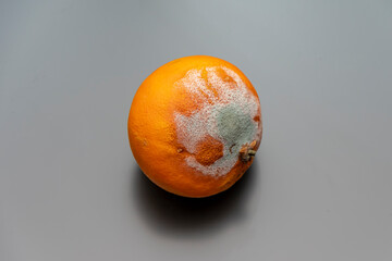 Mold on orange tangerine, white background, close-up.