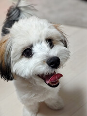 おねだりをする犬