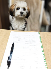 勉強を嫌がる犬