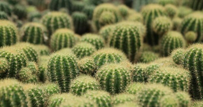Green Cactus with Sharp Spikes