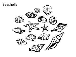Obraz premium Seashells vector set. Hand drawn illustrations on white background. Marine monochrome sketch.