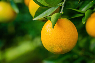 View of the Orange Garden, summer background. Farming content. A picturesque day and a gorgeous scene. Wonderful wallpaper image. Discover the beauty of the world