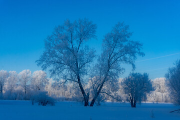 Trees in hoarfrost on a background of blue winter sky