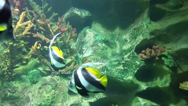 A beautiful video of a longfin bannerfish swimming in a aquarium