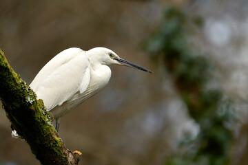 Little Egret on tree branch