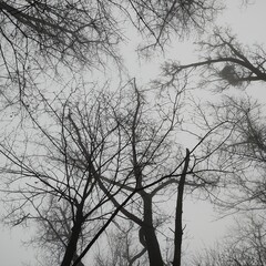 silhouette of a tree