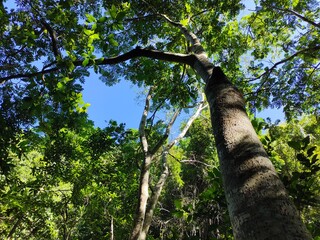 Fototapeta premium tree in the forest