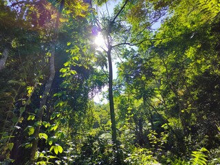 Obraz premium sun shining through the trees