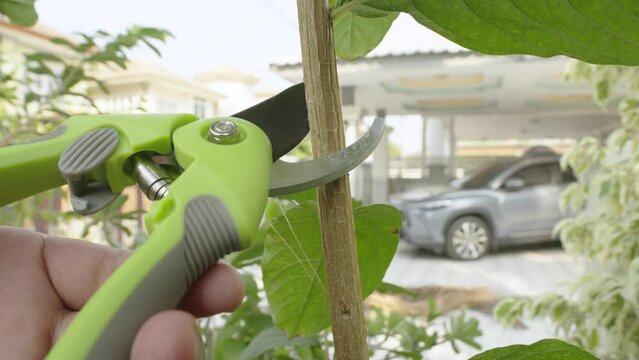Man pruning trees with pruning shears branch cutter in garden.