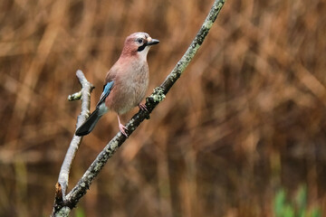Jay on bare branch profile 2