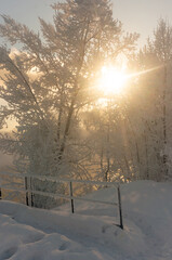 Sunset in the winter forest on a frosty sunny day.