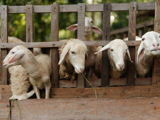 Naklejka premium A group of sheep standing in a pen with their heads sticking out of the fence