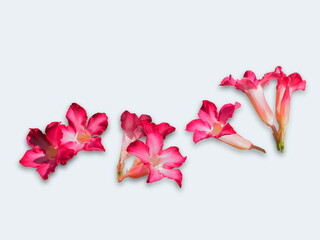 Pink flowers of Adenium obesum blossom isolated on white background, other common names : Desert rose, Mock Azalea, Pinkbignonia, Impala lily.