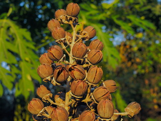 Pride of India dry seeds (Lagerstroemia speciosa) on branch with green nature blurry background, other common names :  Queen’s Flower, Queen’s Crape Myrtle.