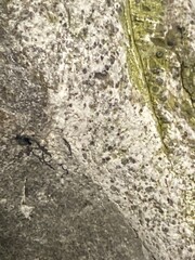 Ambergris whale vomit used in perfume making it is made by sperm whale to protect its digestive tract, ambergris is expensive and rare