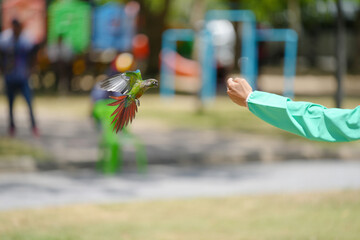 Pineapple green cheek conure (Mato Grosso Greencheek conure) free flying parrot