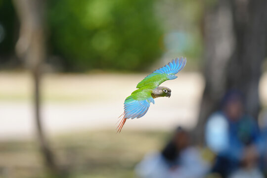 Pineapple green cheek conure (Mato Grosso Greencheek conure) free flying parrot