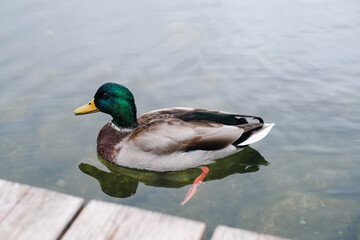 A mallard duck with vibrant green and brown feathers paddles gracefully across a calm lake