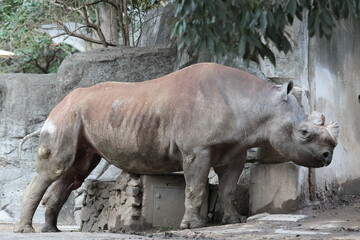 Naklejka premium ヒガシクロサイ