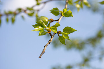 Spring, young poplar leaves on a branch close up.