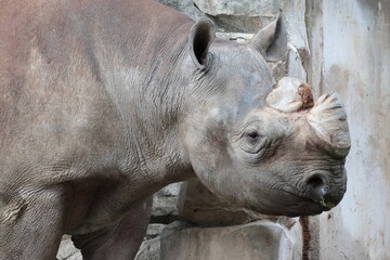 Fototapeta premium ヒガシクロサイ