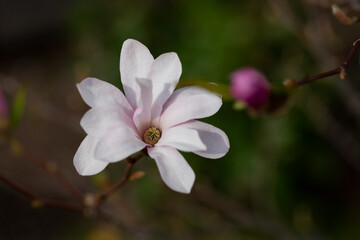 Fototapeta premium Magnolia flowers, close up. Flowering Magnolia Tree Magnolia loebneri 'Leonard Messel' . Star Blossoming Magnolia flowers