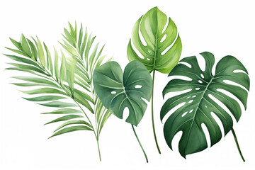 Exotic plants, palm leaves, monstera on an isolated white background, watercolor vector illustration 