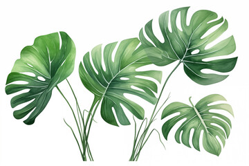 Fototapeta na wymiar Exotic plants, palm leaves, monstera on an isolated white background, watercolor vector illustration 