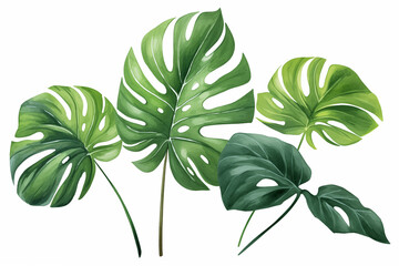 Fototapeta na wymiar Exotic plants, palm leaves, monstera on an isolated white background, watercolor vector illustration 