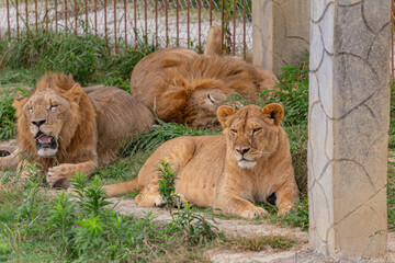 Resting lions in pride Park