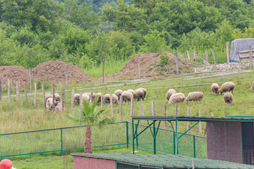Pastures with goats and sheep in the Caucasus