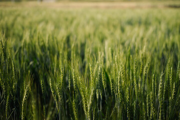 Close up of young green wheat on the field. Natural farming and agriculture concept