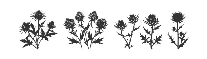 Cirsium thistle icon set. Vector illustration design.