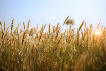 Golden wheat field with blue sky and sunlight. Natural farming and agriculture concept