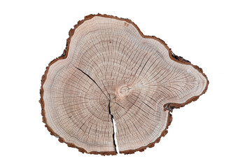 Cross-section of elm tree with annual growth rings (annual rings). Full frame of wood slice for background.