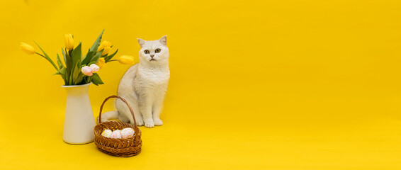 Scottish Straight cat on a yellow background next to a bouquet of tulips and a basket of Easter...