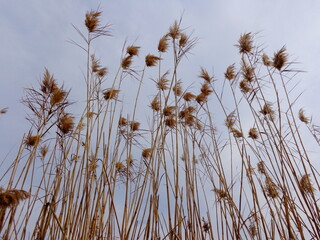 dryout reed in the wind against foggy sky