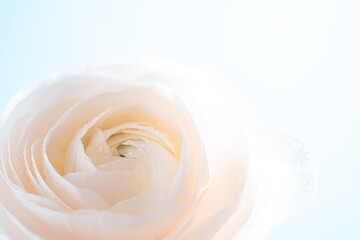 Macro beautiful cream ranunculus. Extreme flower closeup. full frame. Blurred and selective focus.