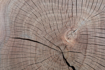 Cross-section of elm tree with annual growth rings (annual rings). Full frame of wood slice for background.