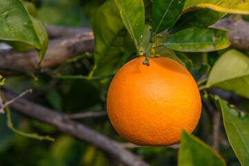 An orange tree in the Orange Orchard at the final harvest of each season.8