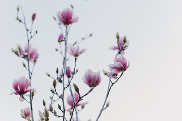 Amazing Magnolia flowers in a spring garden. Springtime background.