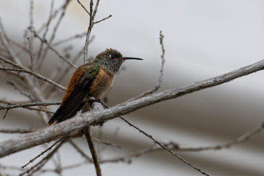 Amazilla Hummingbird (Amazilis amazilia) Perching on a tree branch in Lima Peru