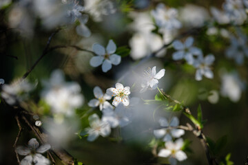 Les fleurs blanches