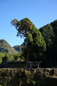 shrin　torii　gate tree sky blue