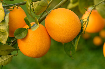 Close-up of ripe oranges hanging on a tree in an orange plantation garden 8