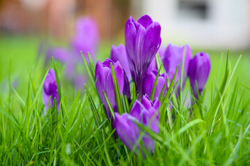 Close up of blooming purple crocuses in the spring