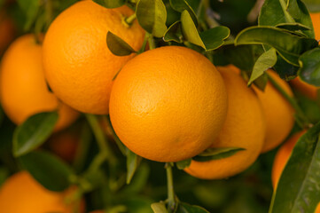 Orange citrus plantations with rows of orange trees, new harvest of sweet juicy oranges 4